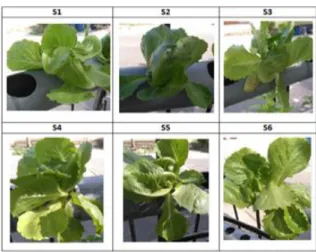 Gambar 15. Pertumbuhan 6 buah Selada dengan  pH yang Tidak Stabil