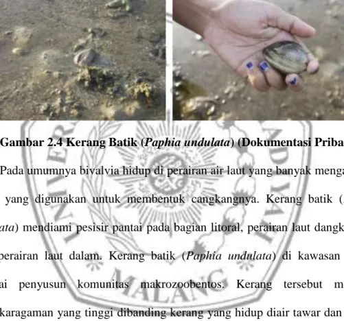 Gambar 2.4 Kerang Batik (Paphia undulata) (Dokumentasi Pribadi)  Pada umumnya bivalvia hidup di perairan air laut yang banyak mengandung  kapur  yang  digunakan  untuk  membentuk  cangkangnya