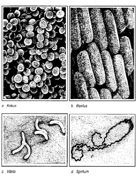 Gambar 1.3 Macam - macam bentuk bakteri 