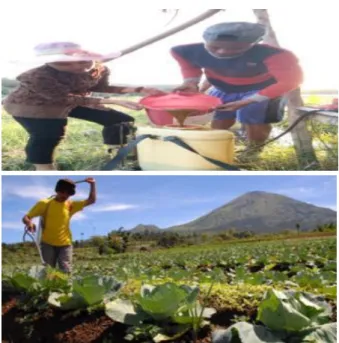 Gambar 6. Aplikasi Perangkap Kuning  
