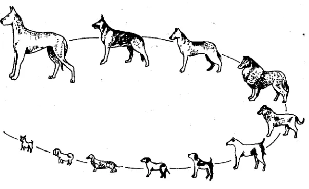 Gambar. Variasi dalam species anjing (Canalis familiaris) 