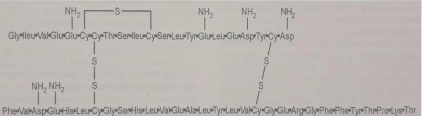Gambar 2.1. Molekul insulin manusia. 12 