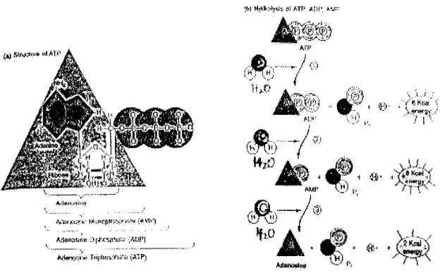 Gambar. Struktur ATP sebagai sumber energi (a), hidrolisis 