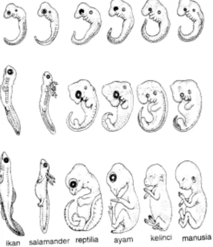 Gambar    Perkembangan  embrio vertebrata 