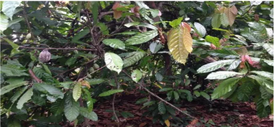 Gambar 11. Perkebunan Kakao Kecamatan Keling 