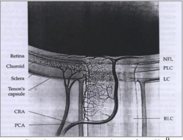Gambar 1.  Anatomi saraf optik  9