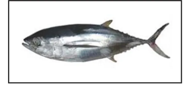 Gambar 1. Ikan tuna sirip kuning, Thunnus albacares yang ditangkap di perairan Bali Utara