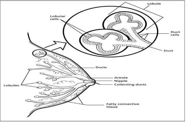 Gambar 2.1: Struktur anatomi payudara 