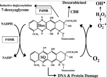 Gambar 2.3: Metabolit semiquinone menghasilkan spesies oksigen reaktif 