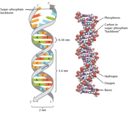 Gambar 1. Struktur dan komponen untai ganda DNA 13