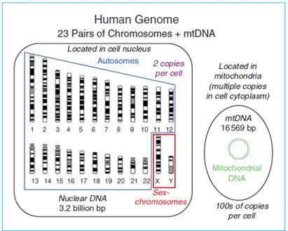 Gambar 2. DNA inti dan DNA mitokondria pada manusia 4