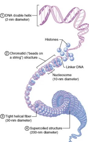 Gambar 3. Struktur Genom nDNA 16