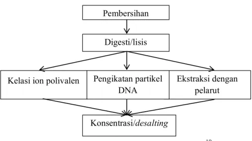Gambar 4. Langkah-langkah Ekstraksi DNA 19
