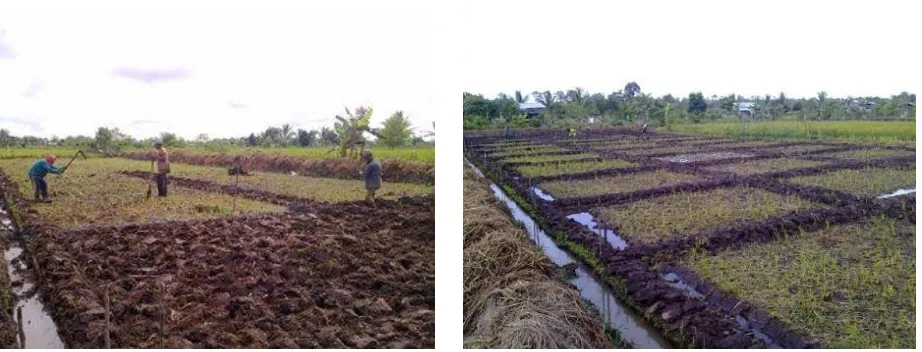 Gambar 5.  Proses pembuatan petakan dan pematang di lahan sawah (foto:  Rahmat Hidayat) 
