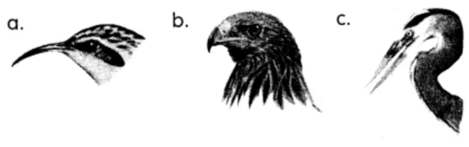 Gambar 4.9  Bentuk paruh a. Burung kolibri pemekan madu, b. Elang 
