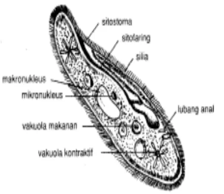 Gambar. 4.11  Euglena 