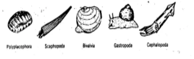 Gambar 4.22  Filum Mollusca 