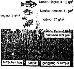 Gambar 5.7. Piramida biomassa suatu perairan 