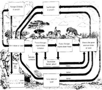 Gambar  5.10. Siklus nitrogen di alam 