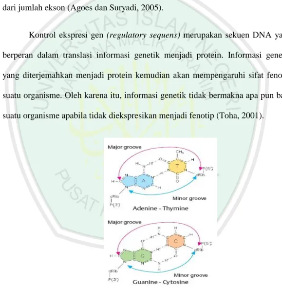 Gambar 2.5 Struktur basa DNA (Passarge, 2007) 