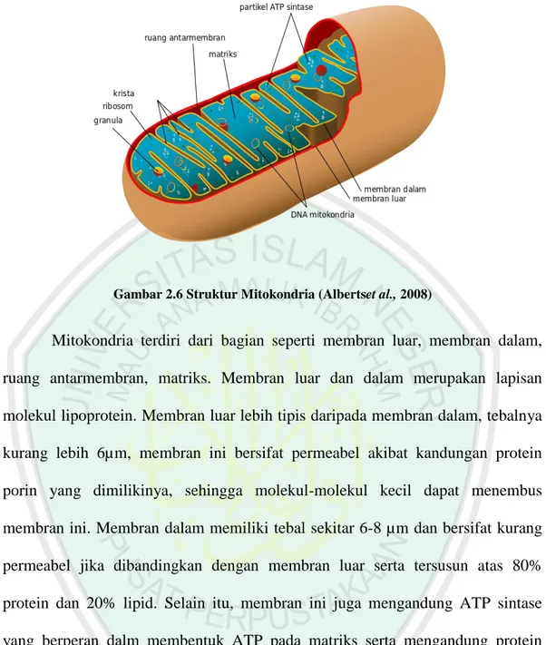 Gambar 2.6 Struktur Mitokondria (Albertset al., 2008) 
