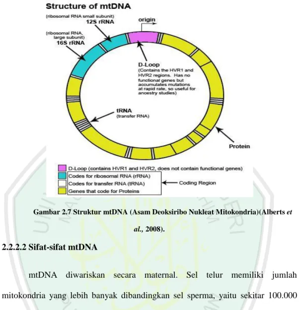 Gambar 2.7 Struktur mtDNA (Asam Deoksiribo Nukleat Mitokondria)(Alberts et  al., 2008)