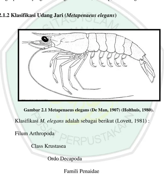 Gambar 2.1 Metapenaeus elegans (De Man, 1907) (Holthuis, 1980). 