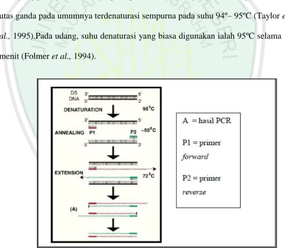 Gambar 2.8 Siklus tunggal PCR (Cowrie Genetic Database Project, 2010) 