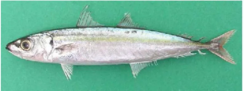 Gambar 1. Ikan Layang (Decapterus Sp.)