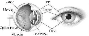 Gambar 2.1 Anatomi mata dan contoh iris mata 
