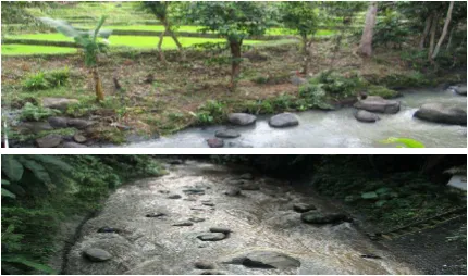 Gambar 7. Sungai Gulung (atas) dan Sungai Sobo (bawah) yang menjadi batas alam Desa Kemiren di sisi utara dan selatan desa
