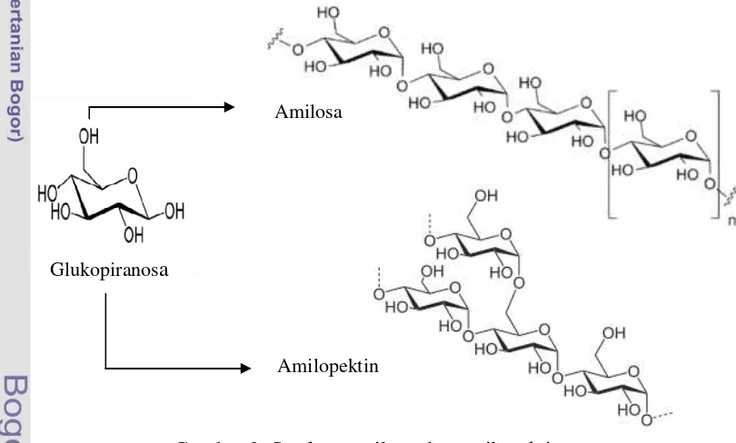Gambar 2  Struktur amilosa dan amilopektin 