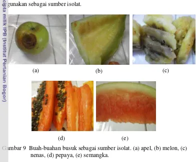 Gambar 9  Buah-buahan busuk sebagai sumber isolat. (a) apel, (b) melon, (c) 