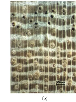 Figure 9.  Longitudinal (a) and Transversal (b) section of       Ficus ampelas   in macroscopic  feature, x10