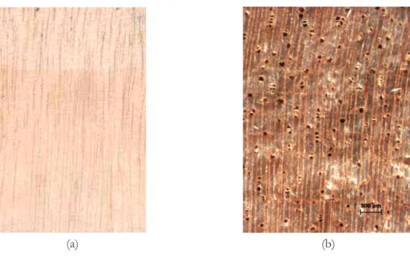 Gambar  5. Penampang  memanjang  (a) dan melintang (b) (makroskopis) kayu  Buchanania  arborescens, 10x 