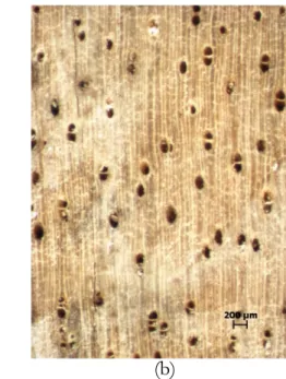 Figure 7.  Longitudinal  (a)  and  transversal  (b)  section  of  Crypteronia  paniculata  in  macroscopic feature, x10