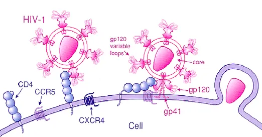 Gambar 2.  Fusi virus HIV ke dalam sel sasaran 21