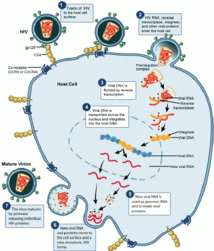 Gambar 3.  Patogenesis infeksi HIV 23