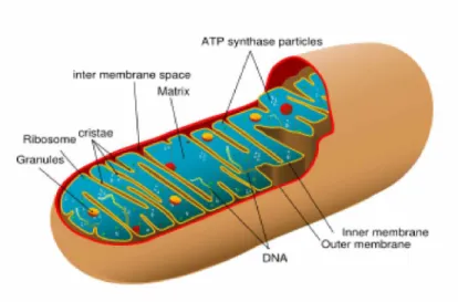 Gambar 2.4 Mitokondria 72 f) Peroksisom