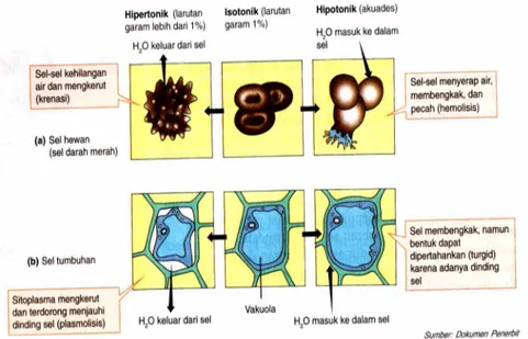 Gambar 2.8 osmosis sel tumbuha dan sel hewan 79