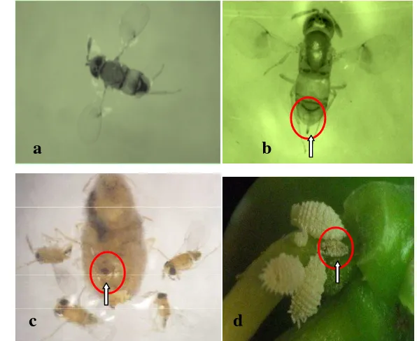 Gambar  5 Imago A. papayae; imago jantan (a) Ovipositor pada imago betina (b) 