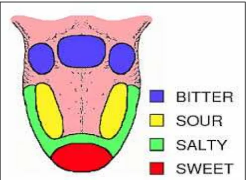 Gambar 2. Letak reseptor rasa pada lidah15 