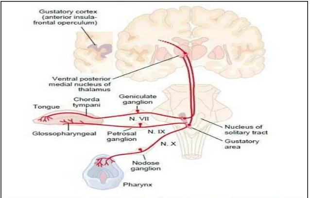 Gambar 3. Proses impuls saraf dari lidah ke otak18