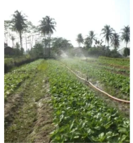 Gambar 5.  Kegiatan irigasi sprinkler  Pertumbuhan Tanaman Pakcoy 