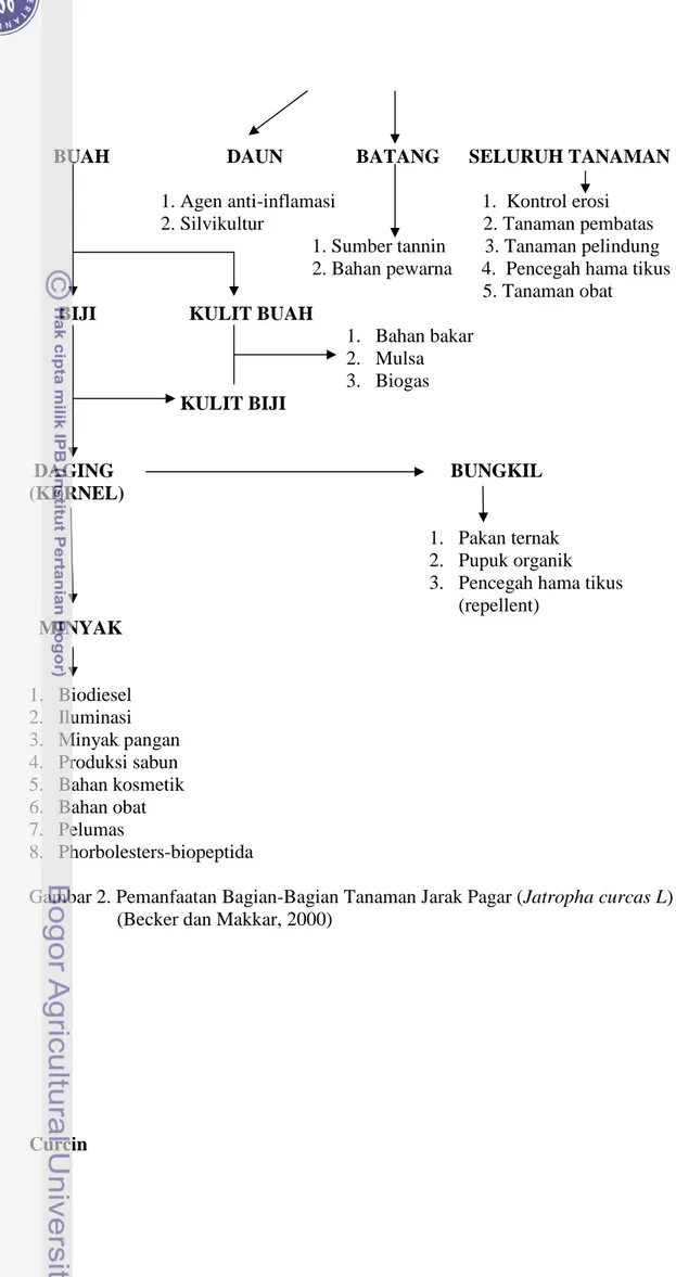 TINJAUAN PUSTAKA Tanaman Jarak Pagar Jenis Dan Morfologi