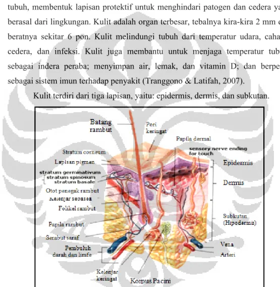 Gambar 2.1. Struktur kulit
