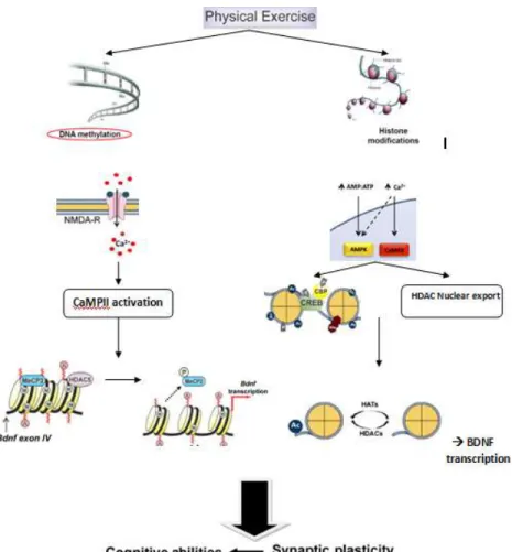 Gambar 1. Mekanisme olahraga dalam meningkatkan fungsi kognitif melalui efek pada  metilasi DNA dan modifikasi histone 12,18,20 