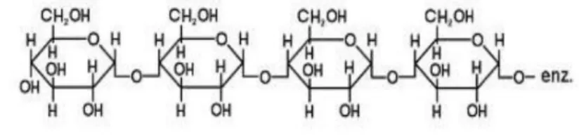Gambar 4. Struktur Kimia Amilosa (Sumber : Winarno, 1981)  Poedjiadi  dan  Titin  (2007)  menyatakan  bahwa  amilopektin  terdiri  dari  molekul  D-Glukosa  yang  sebagian  besar  mempunyai  ikatan  α  1,4-glikosidik  dan  sebagian  lagi  ikatan  α  1,6-gl