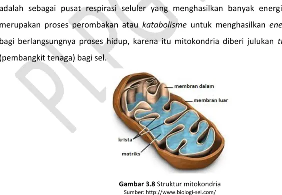 Gambar 3.8 Struktur mitokondria 