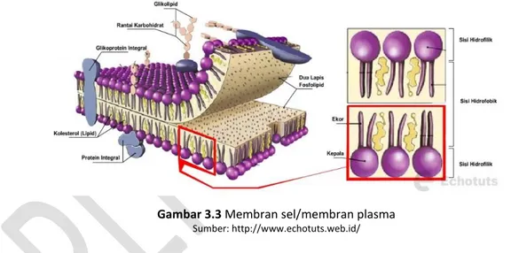 Gambar 3.3 Membran sel/membran plasma 